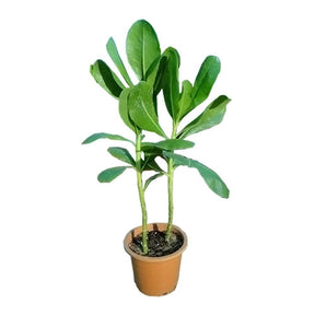 Hawaiian Half Flower-Scaevola Taccada - Hawaiian Half Flower-Scaevola Taccada - Plantsworld.ae