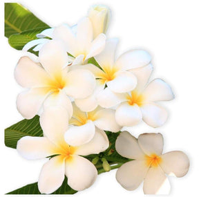 Frangipani – Plumeria with vibrant, fragrant flowers in a garden. Ideal for UAE outdoor spaces.