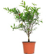 Outdoor plants online in dubai-uae Pomegranate-Punica-granatum