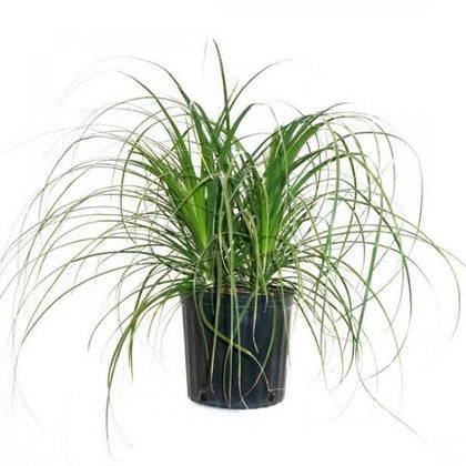Outdoor plants online in dubai-uae Ponytail-Palm-Beaucarnea-recurvata