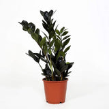 Indoor plants online in dubai-uae-Raven ZZ- Zamioculcas zamiifolia