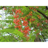 Red Cassia roxburghii with clusters of red-orange flowers on drooping branches