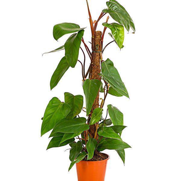 Indoor plants online in dubai-uae-Red Emerald Philodendron=Philodendron erubescens-