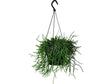 Indoor plants online in dubai-uae-Rhipsalis -Hanging Pot)-Mistletoe Cactus