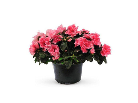 Indoor plants online in dubai-uae-Rhododendron Simsii-Azaleas