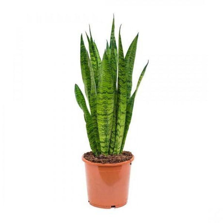 Indoor plants online in dubai-uae-Sansevieria Zeylanica-Snake plant