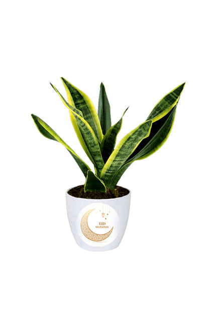 Eid Gift - Snake Plant -Indoor Plant