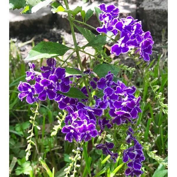 Outdoor plants online in dubai-uae Sapphire-Showers-Duranta-erecta