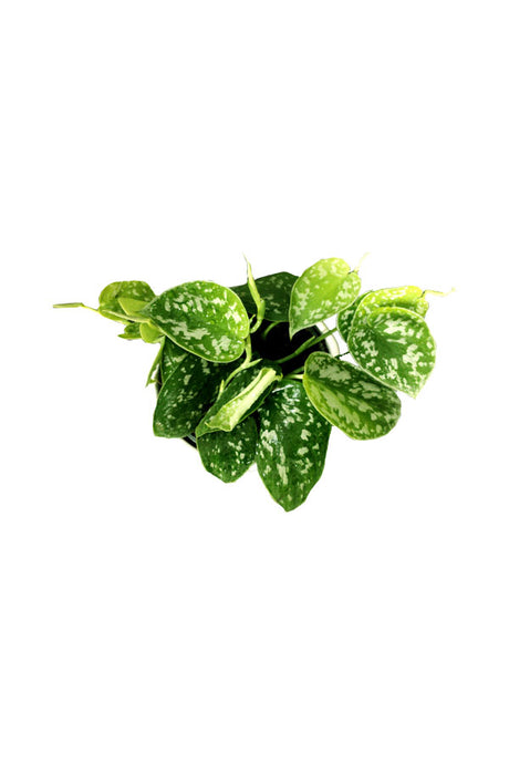 Satin Pothos  -Office Table Top Plant