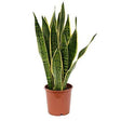 Indoor plants online in dubai-uae-Snake Plant -INDOOR)-Sansevieria