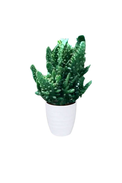 Soft Bed Cactus - Cactus & Succulents