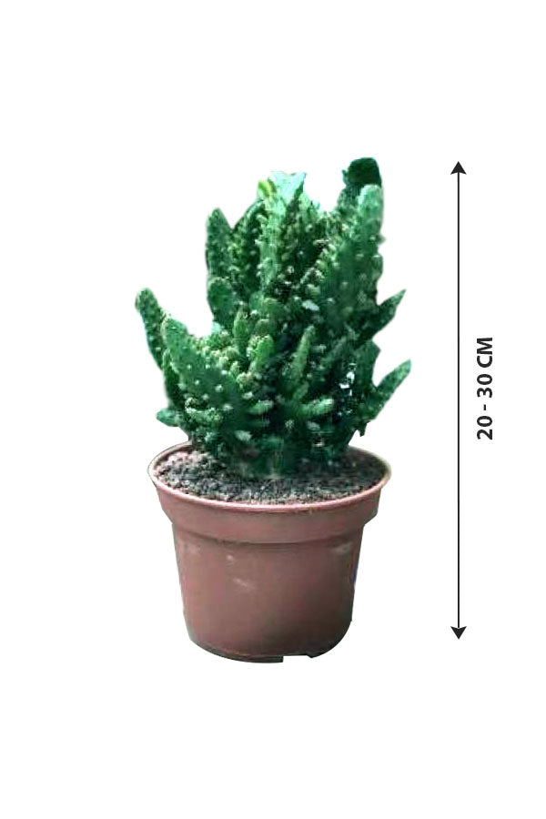 Soft Bed Cactus with soft spines and unique textured appearance