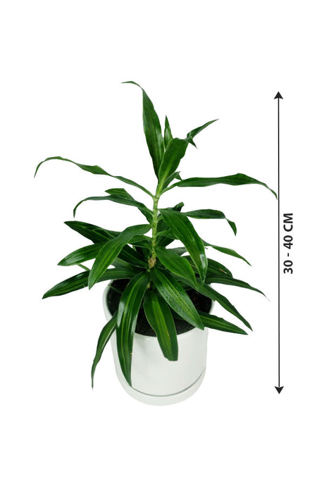 Dracaena Reflexa - Song Of Jamaica - Indoor Plant