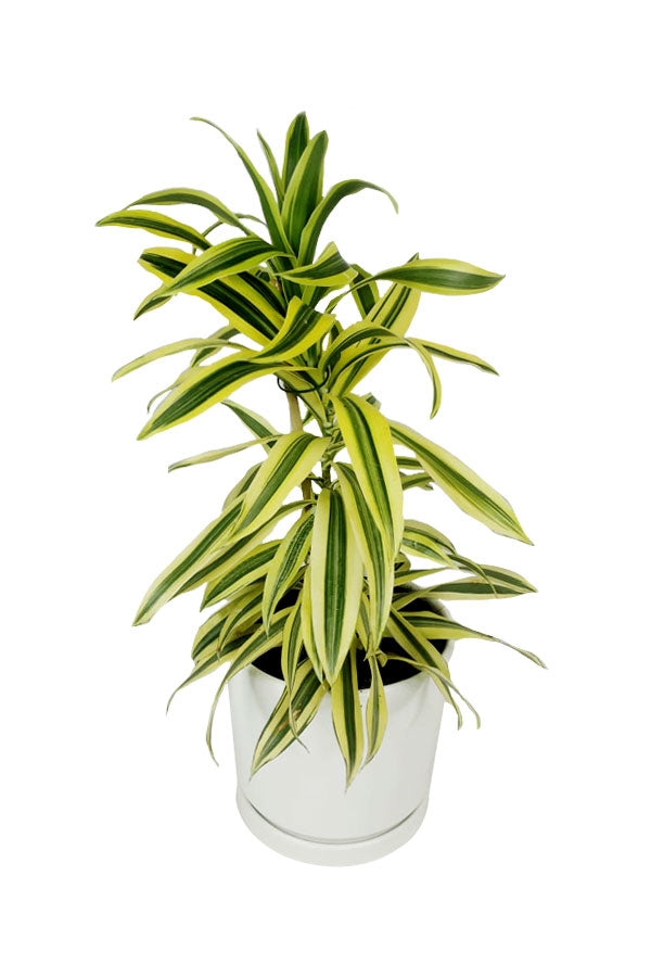 Dracaena Reflexa – Song Of India – Zimmerpflanze