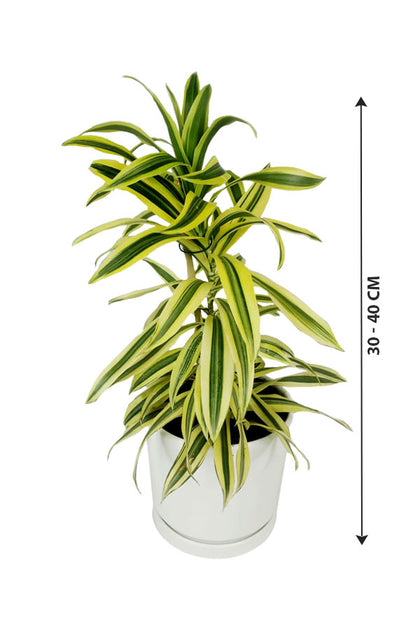 Dracaena Reflexa - Song Of India - Indoor Plant