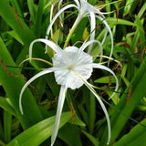 Outdoor plants online in dubai-uae Spider-Lily-Hymenocallis
