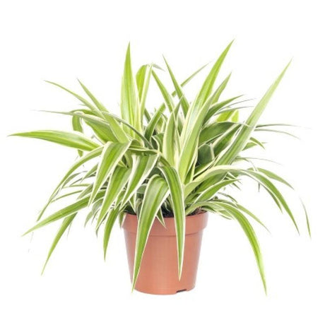 Indoor plants online in dubai-uae-Spider Plant-Chlorophytum