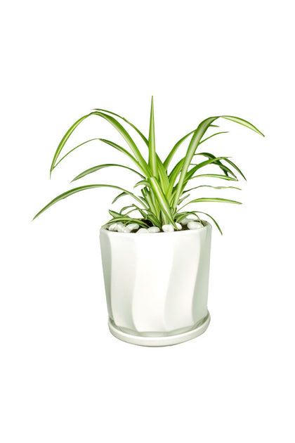 Spider Plant - Chlorophytum-Office Tabletop Plant