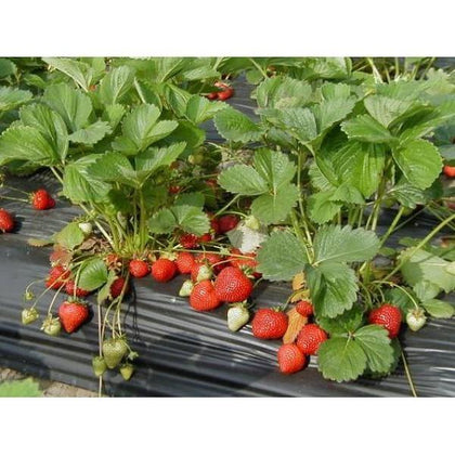 Outdoor plants online in dubai-uae Strawberry-Fragaria-×-ananassa