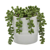 String Of Pearls-Succulent Plant - Plantsworld.ae - {{ varient.name }}