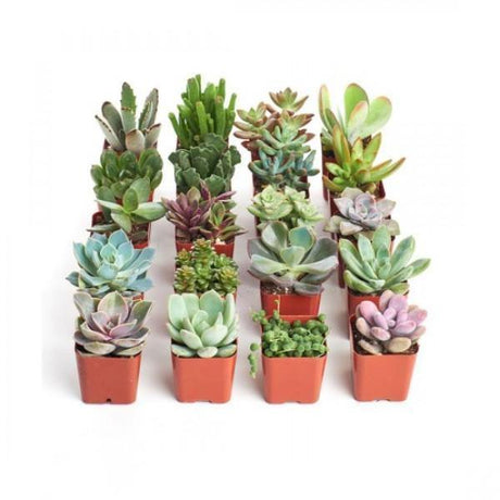 Indoor plants online in dubai-uae-Succulent Collection-Cactus & Succulents