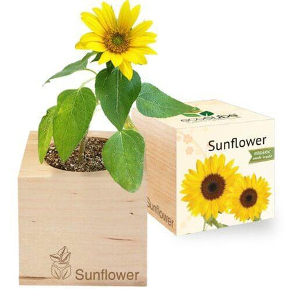 sunflower-ecocubes-online-in-dubai-uae