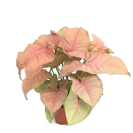 Syngonium Neon Pink - Syngonium Neon Pink - Plantsworld.ae