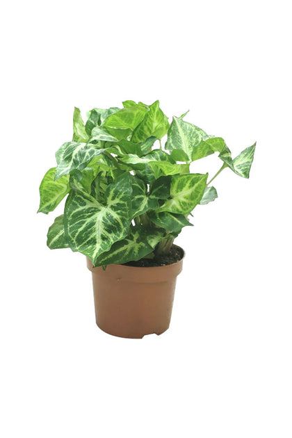 Syngonium Pixie - Butterfly Plant-Indoor Plant