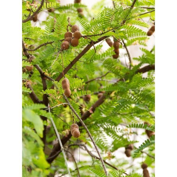 Tamarind Tree - Tamarindus Indica | Pet-Safe Plants – Plantsworld.ae