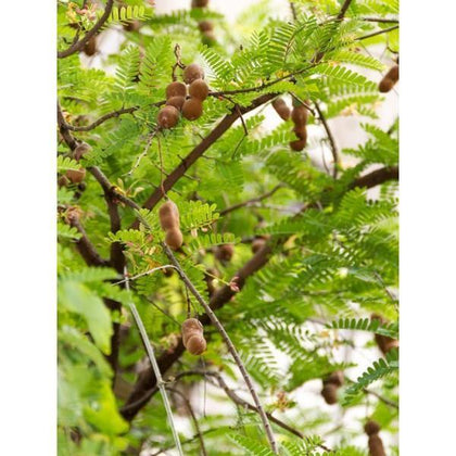 Outdoor plants online in dubai-uae Tamarind-Tree-Tamarindus-indica