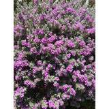 Texas Ranger Texas Sage – Leucophyllum Frutescens – Blühende Pflanze im Freien