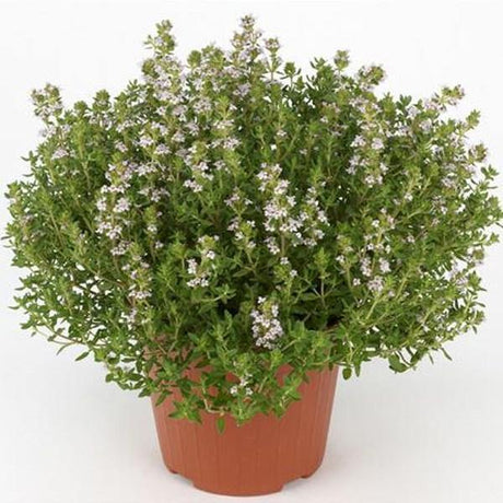 Outdoor plants online in dubai-uae Thyme-Thymus-vulgaris