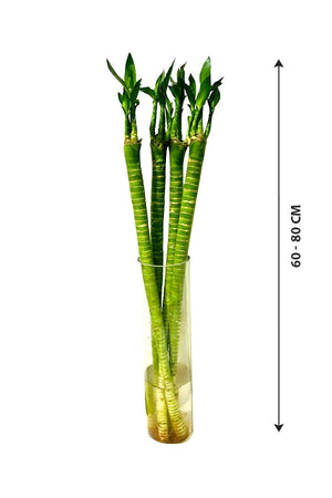 Tiger Bamboo In Glass Vase - Dracaena Sanderiana - Plantsworld.ae