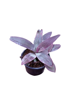 Tradescantia Pallida (Purple Heart) with vibrant purple leaves, a stunning indoor plant for home décor.
