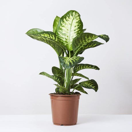 Indoor plants online in dubai-uae-Tropic Snow-Dieffenbachia seguine