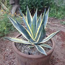 Outdoor plants online in dubai-uae Variegated-Century-Plant-Agave-americana