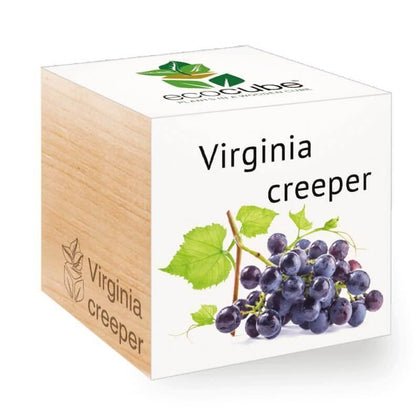 virginia-creeper-ecocubes-online-in-dubai-uae