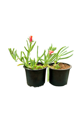 Vygie (Stone Plant) - Aizoaceae Outdoor Flowering Plant with bright, colorful flowers in a desert garden