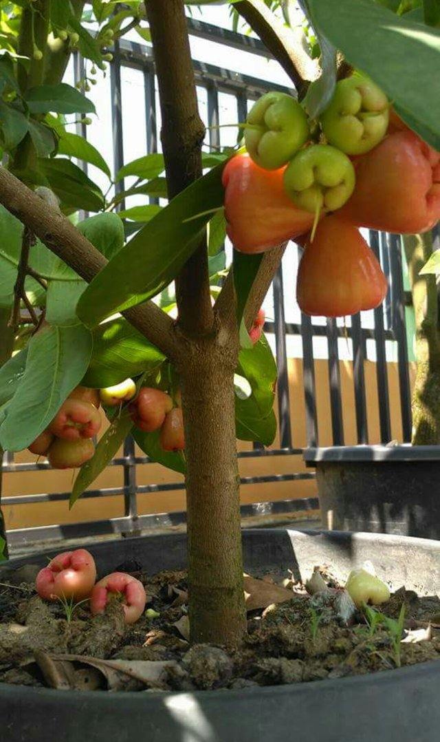 Outdoor plants online in dubai-uae Water-Apple-Syzygium-samarangense