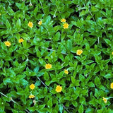 Outdoor plants online in dubai-uae Wedelia-Sphagneticola-trilobata