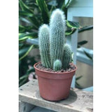 Indoor plants online in dubai-uae-White Horn Cactus-Cactus & Succulents