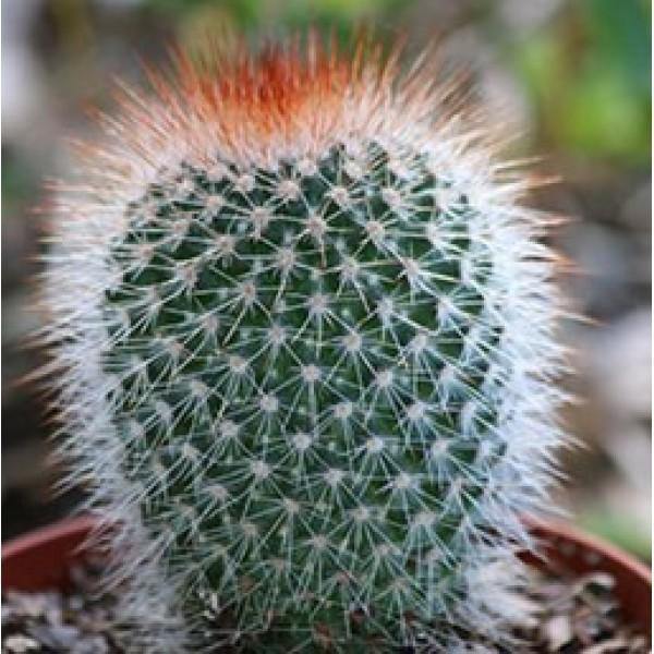 Indoor plants online in dubai-uae-White Spiked Cactus-Cactus & Succulents