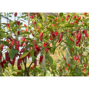 Outdoor plants online in dubai-uae Wide-chilli-Capsicum-annuum
