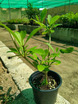 Wild Jasmine-Clerodendrum Inerme - Wild Jasmine-Clerodendrum Inerme - Plantsworld.ae