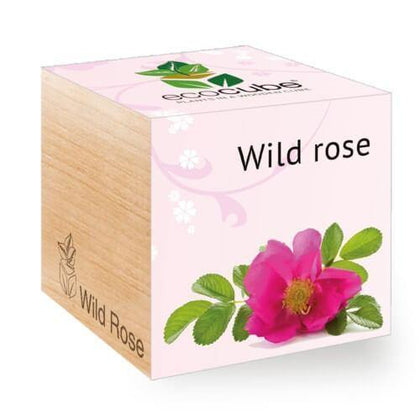 wild-rose-ecocubes-online-in-dubai-uae