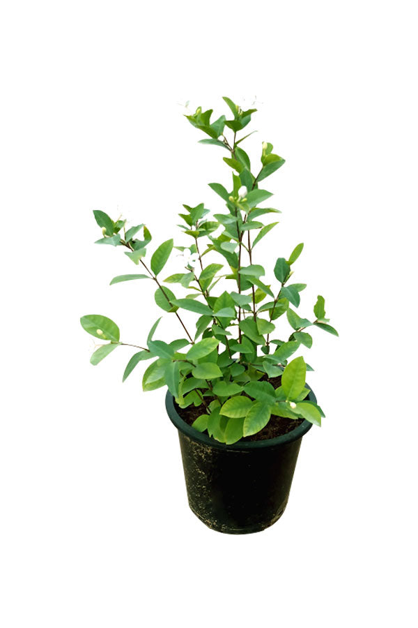 Wrightia - Wrightia Antidysenterica - Blühende Pflanze im Freien