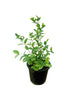 Wrightia - Wrightia Antidysenterica - Outdoor Flowering Plant