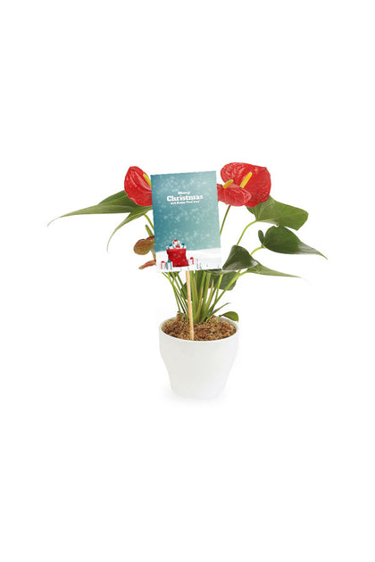 Anthurium Plant