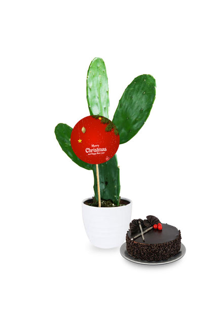 Christmas & New Year Gifting Plants - Bunny Ear Cactus
