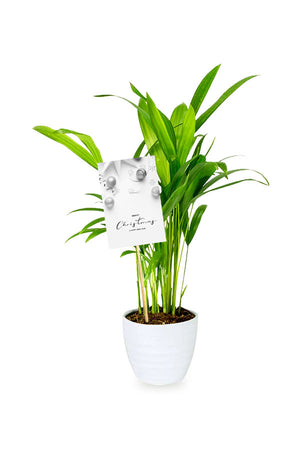 Areca Palm Small – Buy Indoor Areca Palms